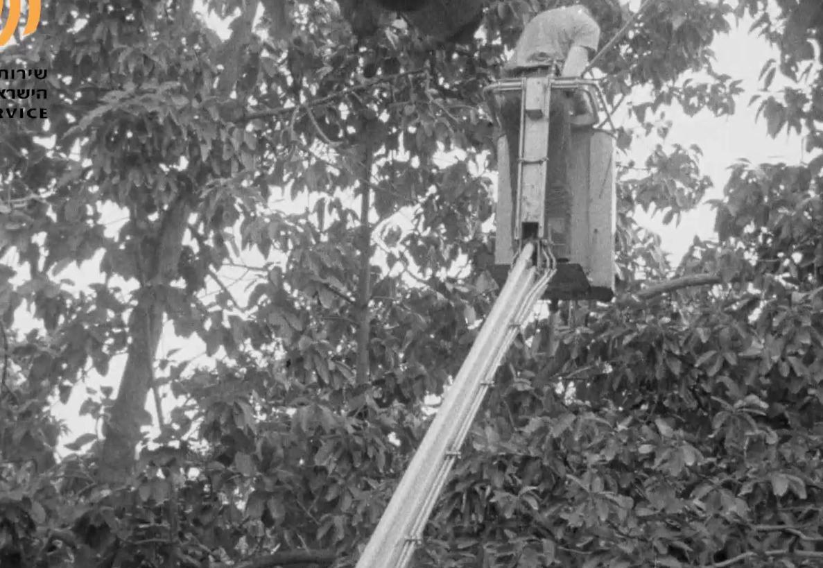 קטיף ממוכן של פירות