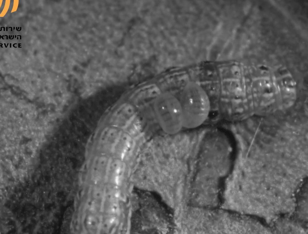 מלחמה משולבת - מלחמה ביולוגית