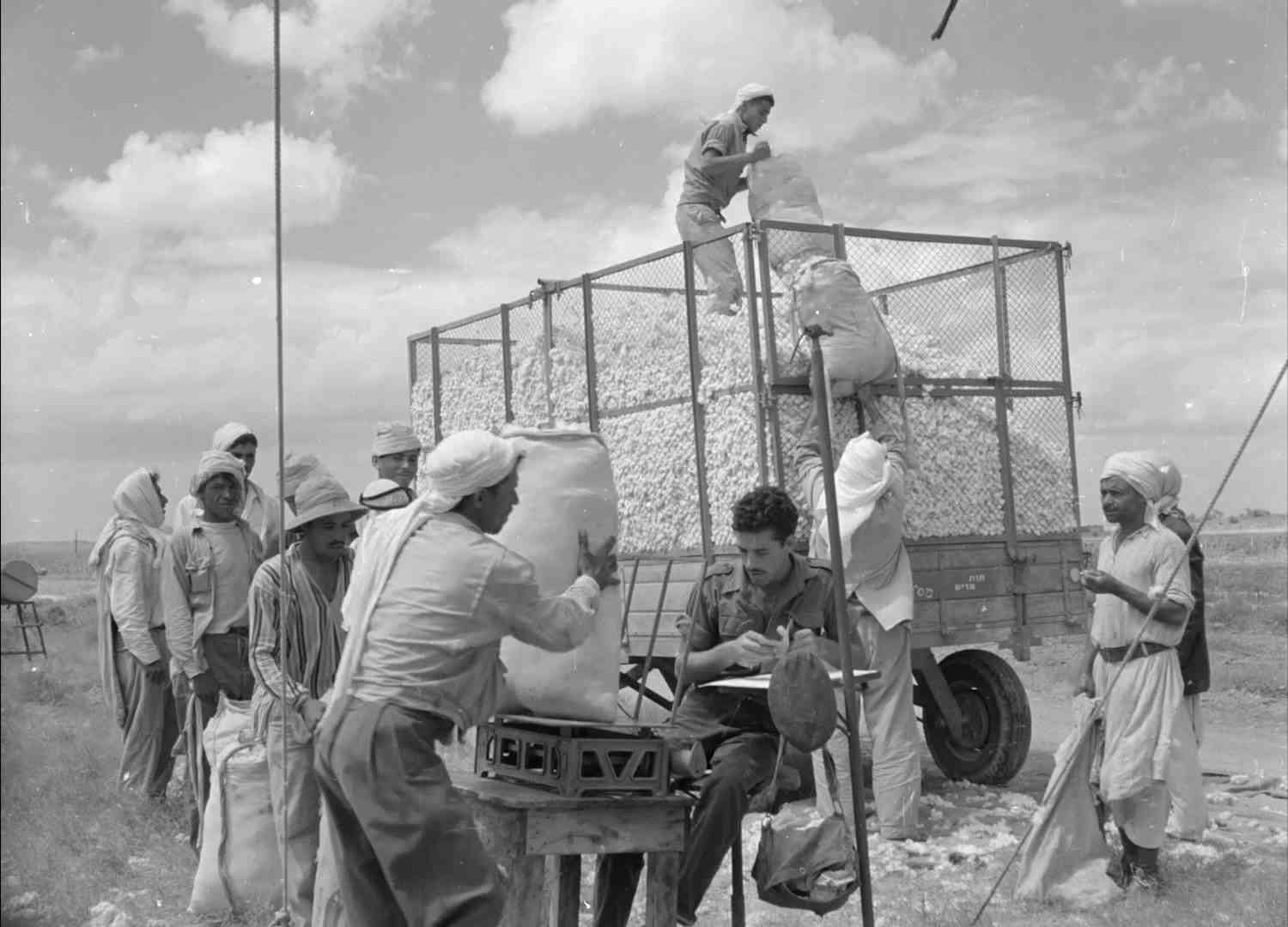 עונת קטיף הכותנה נפתחת