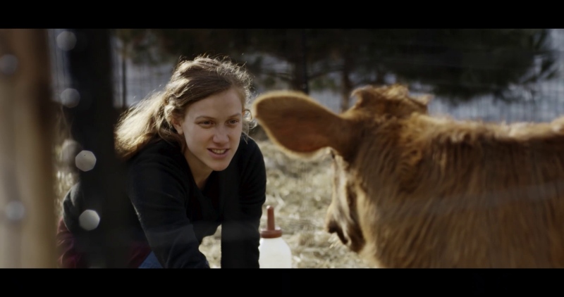 Red Cow