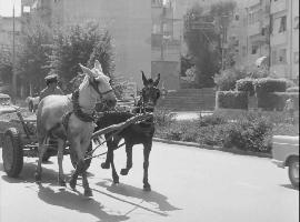 עגלות סוסים בתל אביב