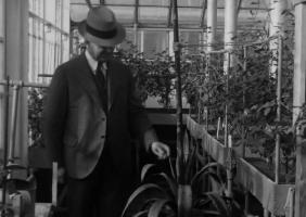 הצמח גדל לעינינו