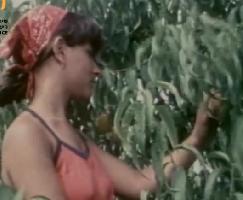 מבט ישראל - חקלאות