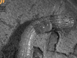 מלחמה משולבת - מלחמה ביולוגית