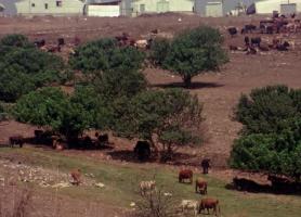 הגליל התחתון