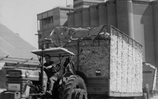 סם אבי הכותנה