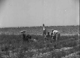 מפעל הנטיעות של מחלקת ההתיישבות של 