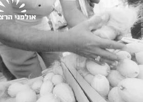 שוק ארבעת המינים בתל אביב לקראת סוכות