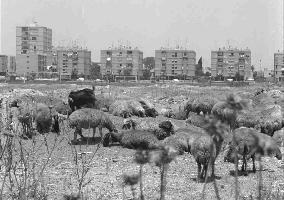 קהילה בדואית המתגוררת ליד חולון